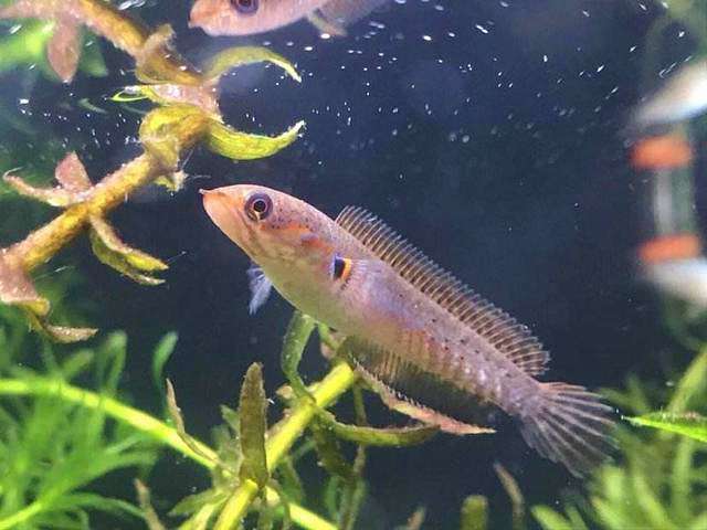 雷龙鱼频繁蹭缸、急游、抖鳍？当心，它可能正在被寄生虫围攻！ 3