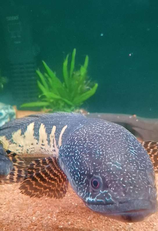 驱虫治疗后,及时换水清砂为何是生死关键?阿正水族馆专业解析 1 驱虫治疗后,及时换水清砂为何是生死关键?阿正水族馆专业解析 1