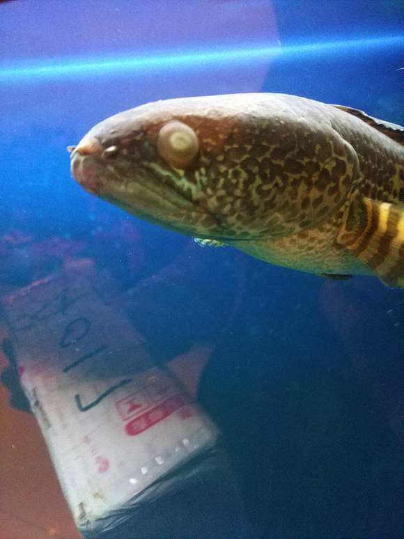 爱鱼眼睛凸出,是“卖萌”还是“重病”?阿正水族馆教你一眼看穿突眼病 1 爱鱼眼睛凸出,是“卖萌”还是“重病”?阿正水族馆教你一眼看穿突眼病 1