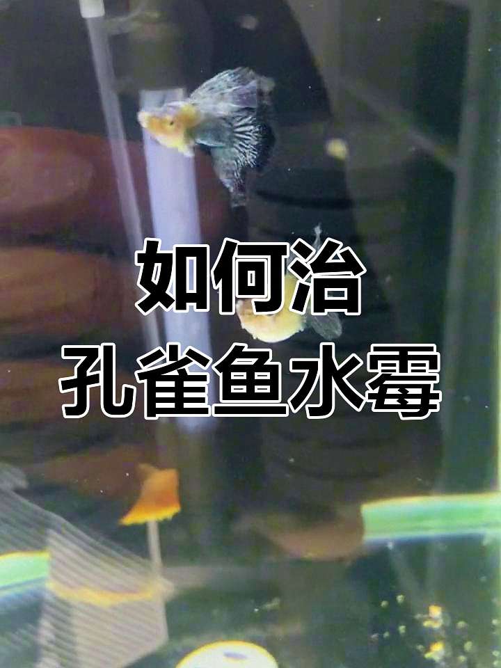 除了白点病,鱼身上这些“灰尘”“绒样”斑点怎么办?一篇说清 1 除了白点病,鱼身上这些“灰尘”“绒样”斑点怎么办?一篇说清 1