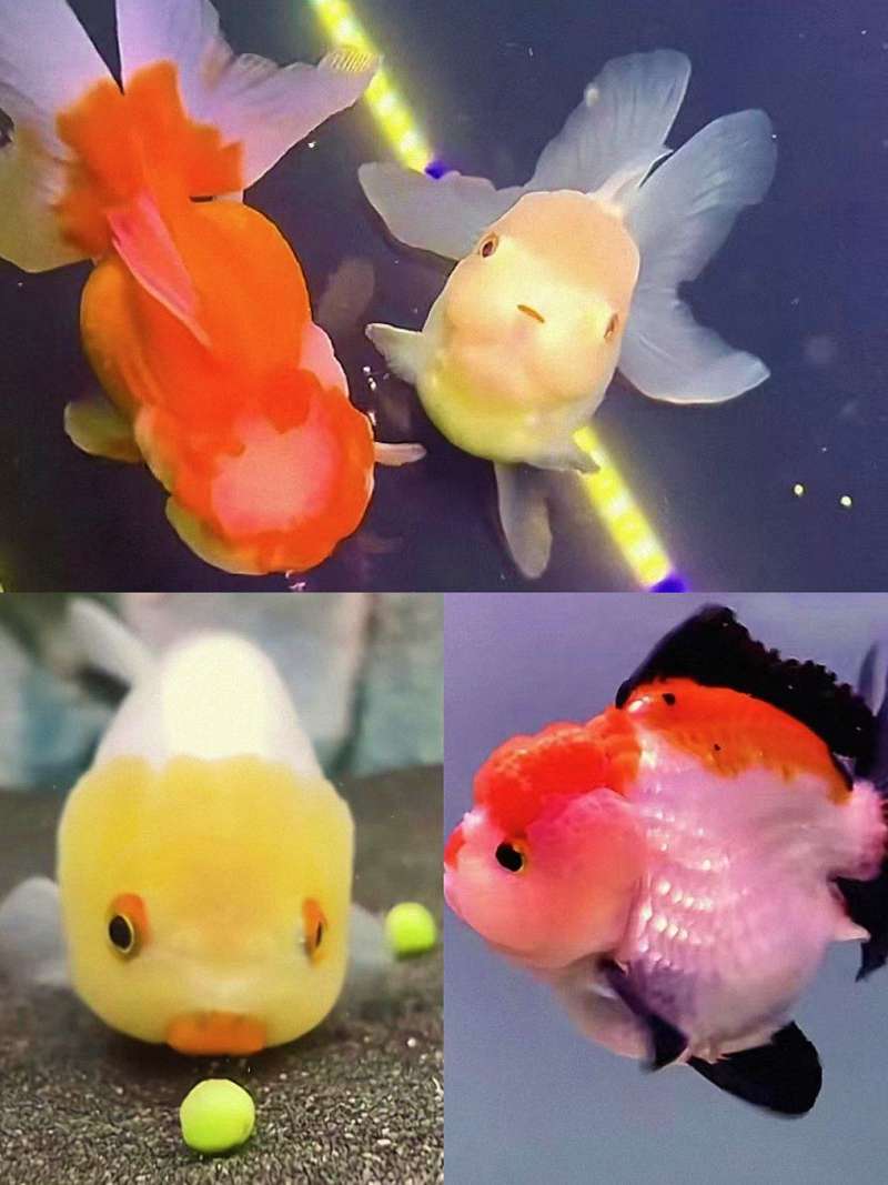 鱼体表面有透明粘液异常增多,可能是什么问题? 1 鱼体表面有透明粘液异常增多,可能是什么问题? 1