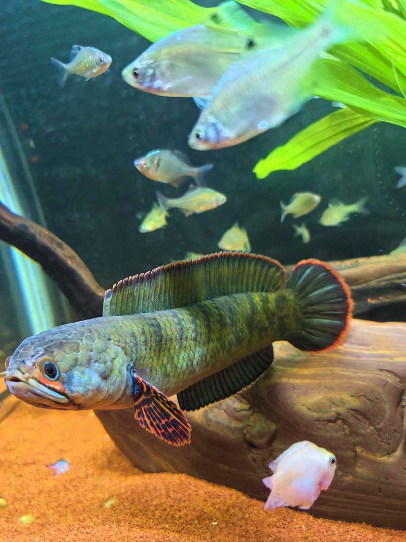 雷龙鱼频繁蹭缸、急游、抖鳍？当心，它可能正在被寄生虫围攻！ 2