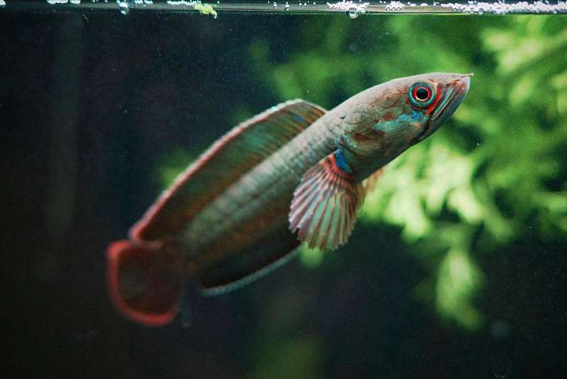 雷龙鱼频繁蹭缸、急游、抖鳍？当心，它可能正在被寄生虫围攻！ 1