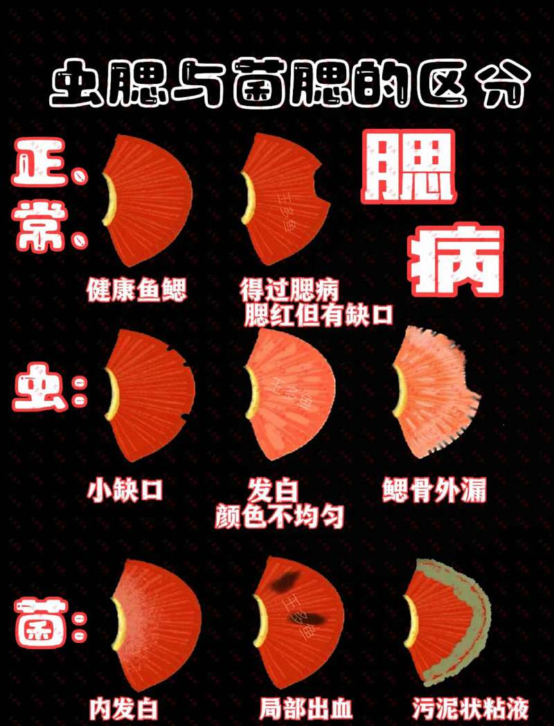 如何治疗由指环虫、三代虫等引起的鳃部或体表寄生虫病？ 3