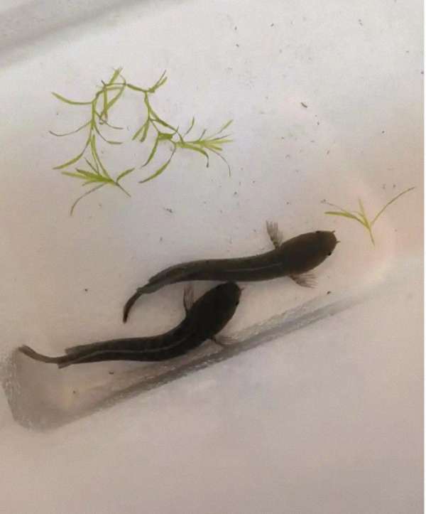 雷龙鱼是男是女？教你几招轻松分辨公母，一看就懂！ 1