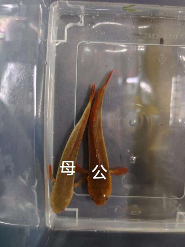 雷龙鱼是男是女？教你几招轻松分辨公母，一看就懂！ 2