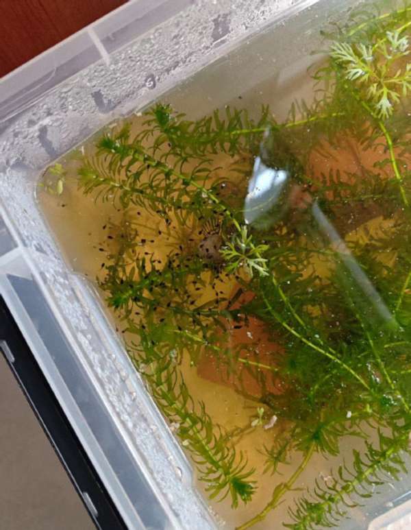 雷龙鱼如何繁殖？鱼缸里繁殖攻略来了！ 2