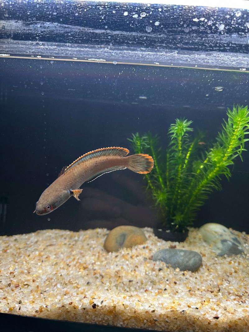 雷龙混养缸防病神器：资深玩家都在用的三把“保护伞” 3