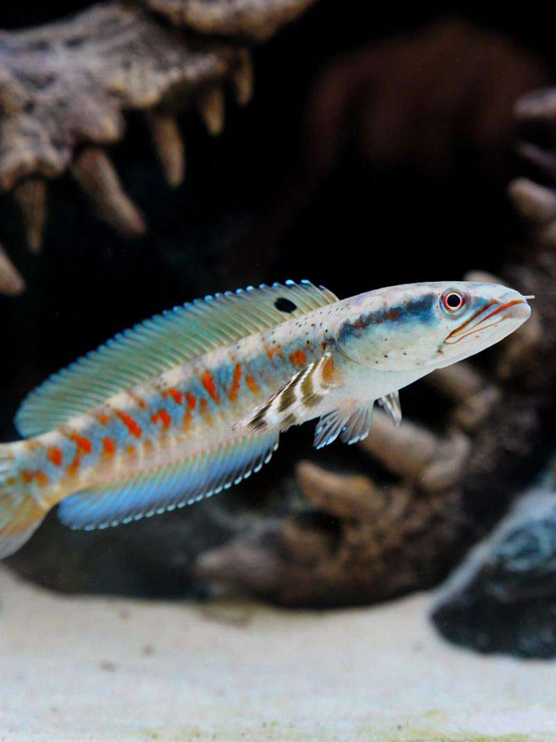 雷龙混养缸防病神器：资深玩家都在用的三把“保护伞” 2