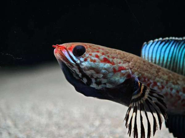 雷龙鱼如何繁殖？鱼缸里繁殖攻略来了！ 1