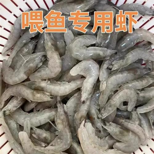 喂食虾类有讲究？这几点关键注意事项，养鱼人必须知道！ 2