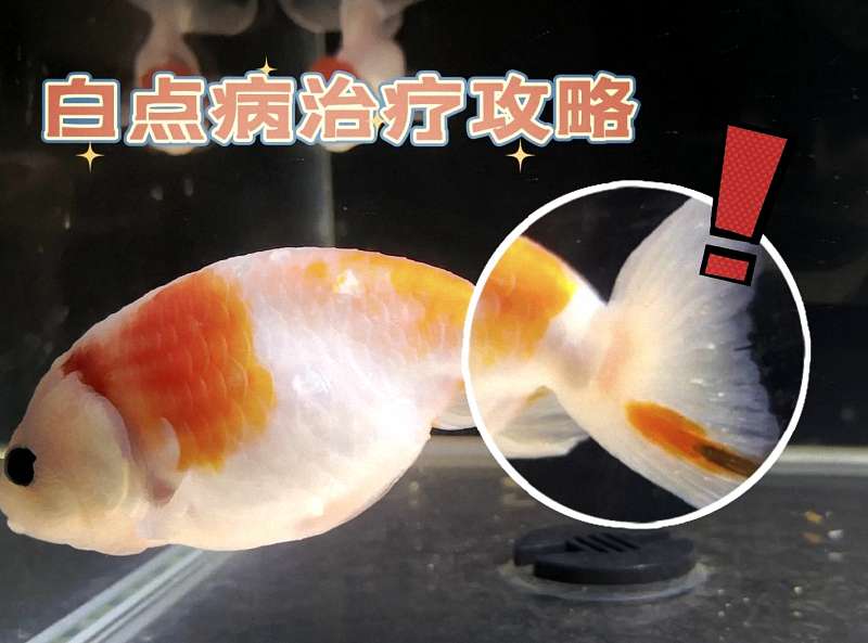 肠炎以及白点病治疗方法